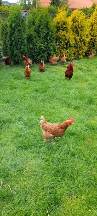 Agroturystyka U Wiesi Ciecina エクステリア 写真