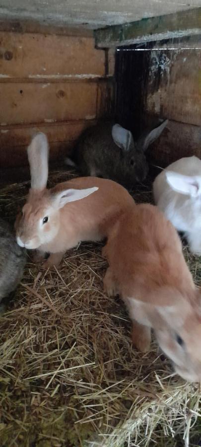 Agroturystyka U Wiesi Ciecina エクステリア 写真